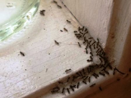 Виды домашних муравьев