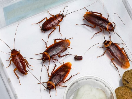 Способы избавления от тараканов в квартире