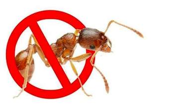 Как уничтожить муравьев в квартире?