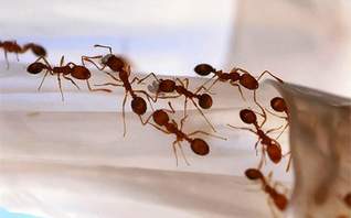 Как бороться с домашними муравьями