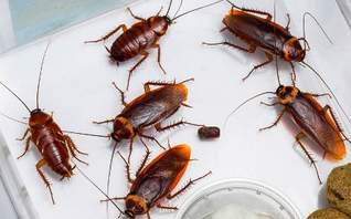 Из-за чего появляются тараканы в квартире в Домодедово