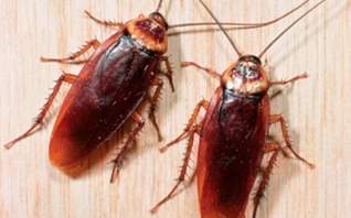 Уничтожение тараканов  в Таганроге - цена дезинсекции с гарантией