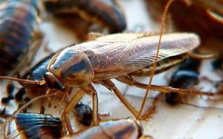 Где живут тараканы, и как найти в квартире быстро их гнездо