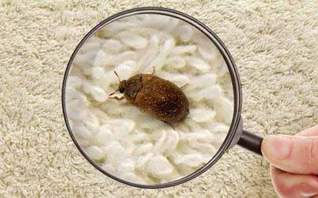 Опасность жуков-кожеедов и способы борьбы с ними в Москве