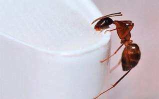 Дезинфекция от муравьев в квартире в Луховицах GigienaDez☝ 