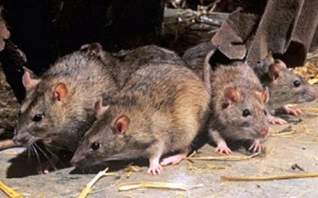 ☝ Способов вывести крыс из сарая навсегда народными средствами ☝ 