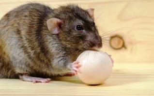 Уничтожение крыс в Пензе - Официальная СЭС в Пензе ☝ 