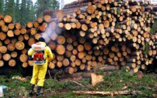 ☝ Фумигация древесины на экспорт в Кашире ❷ 