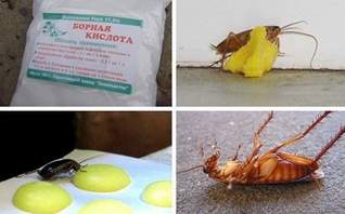 ► БОРНАЯ кислота от тараканов – отзывы СЭС GigienaDez ☝ 