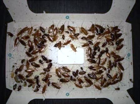 инсектицидные ловушки для тараканов