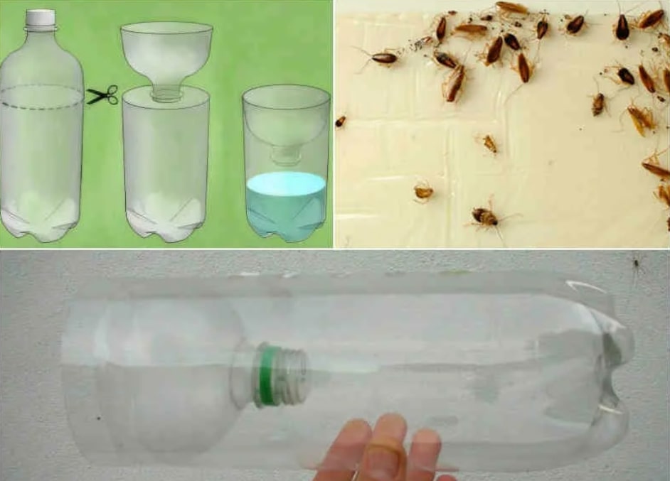 Насколько эффективны ловушки от тараканов
