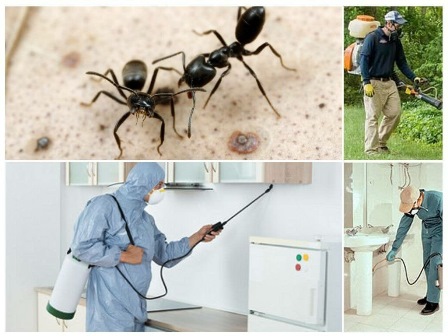 Уничтожение муравьёв на участке