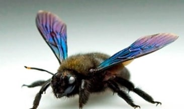 уничтожение пчел специалистами